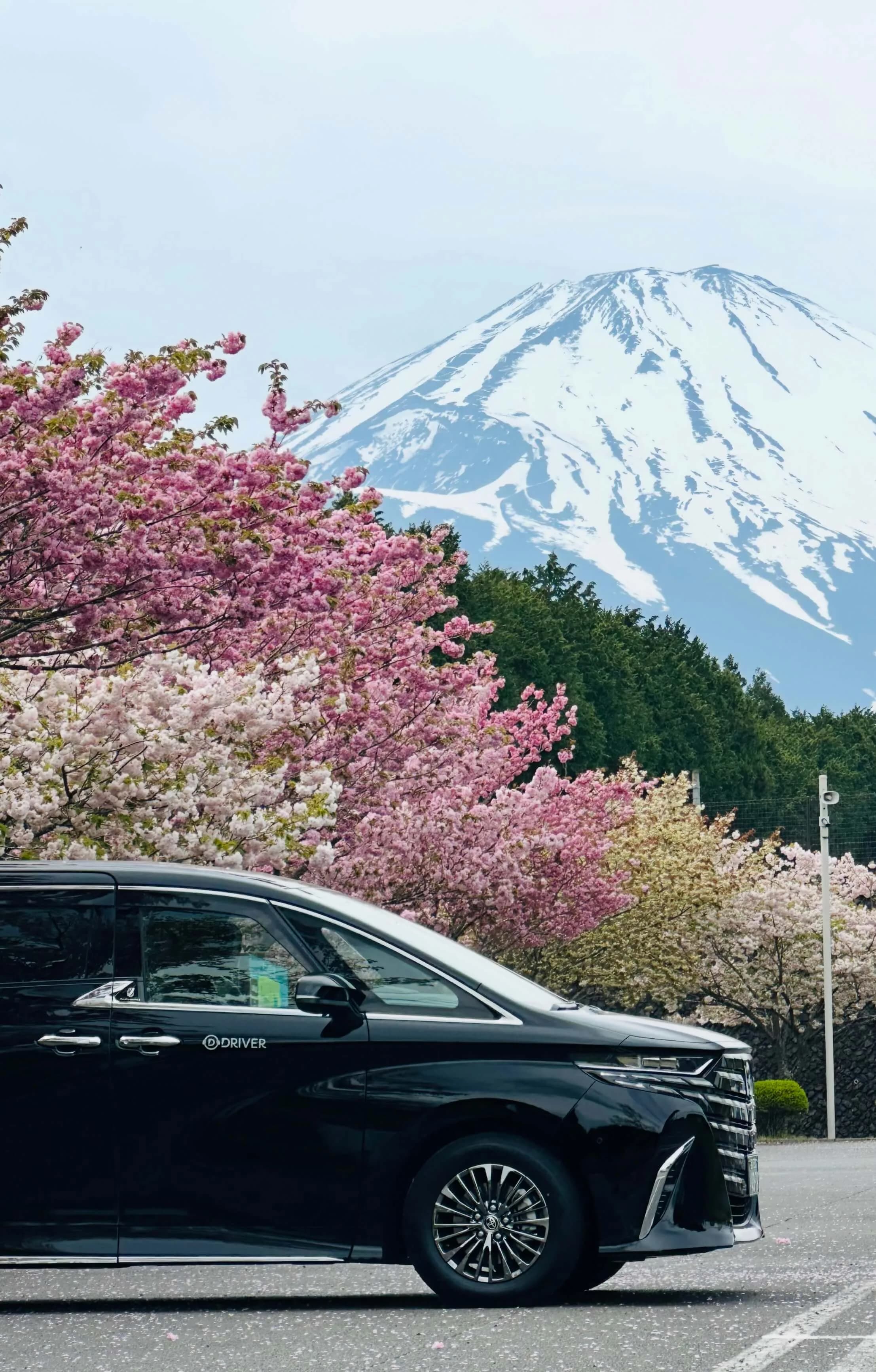 รถมินิแวนหรูสีดำของ DRIVER Japan กับดอกซากุระบานเต็มที่และภูเขาไฟฟูจิปกคลุมหิมะเป็นฉากหลัง